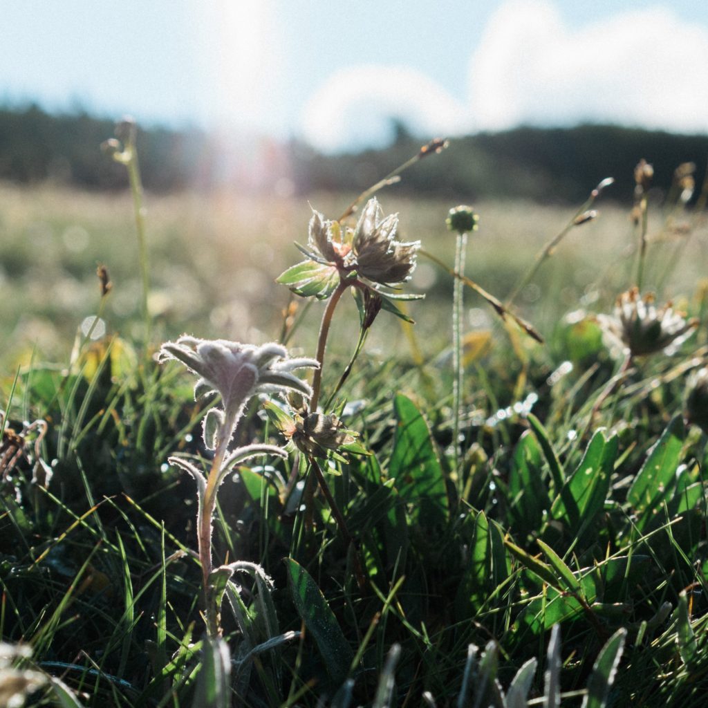 EDELWEISS, siin EDITION EDELWEISS, BEAUTY BOOSTER,