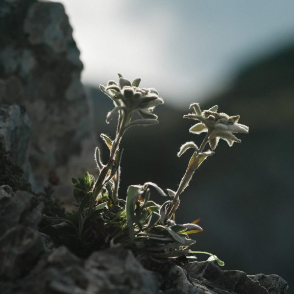 EDELWEISS, siin EDITION EDELWEISS, BEAUTY BOOSTER,